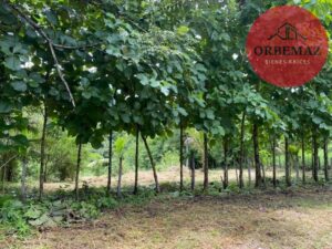 Terreno en venta, carretera zona arqueológica, Palenque, Chiapas
