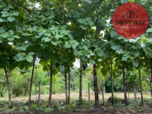 Terreno en venta, carretera zona arqueológica, Palenque, Chiapas