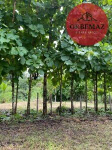 Terreno en venta, carretera zona arqueológica, Palenque, Chiapas