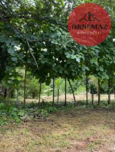 Terreno en venta, carretera zona arqueológica, Palenque, Chiapas