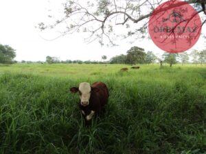 Terreno en venta, Rancho San Lorenzo, Ixtacomitán, 5ta Sección ; Centro, Tabasco