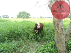 Terreno en venta, Rancho San Lorenzo, Ixtacomitán, 5ta Sección ; Centro, Tabasco